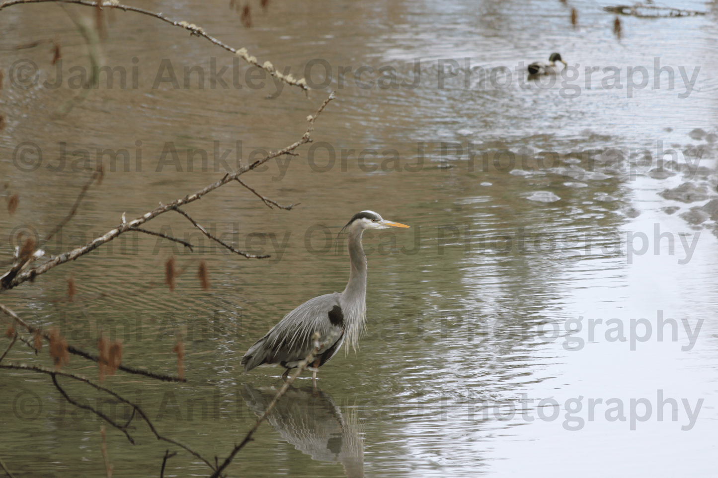 Great Blue Heron