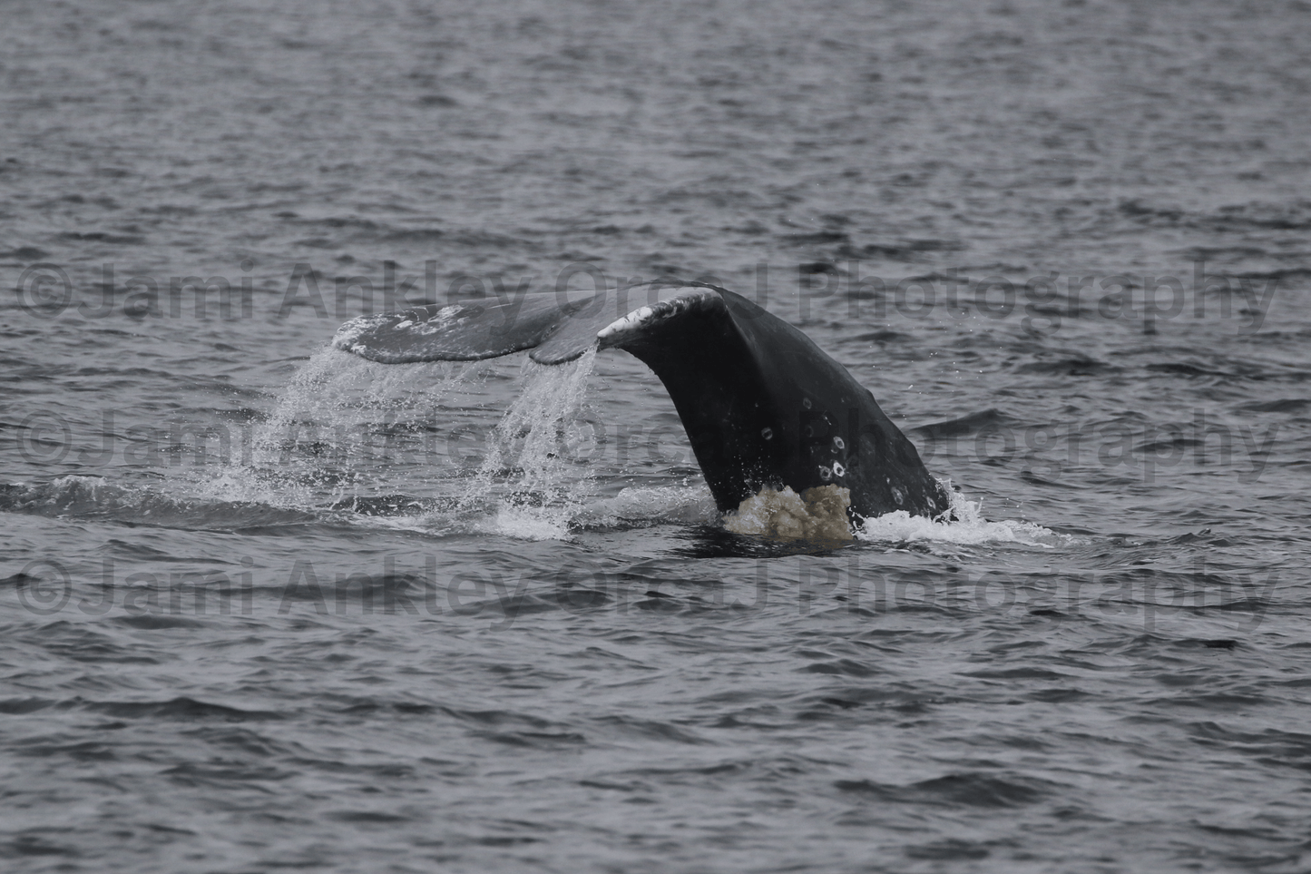Gray Whale Feeding