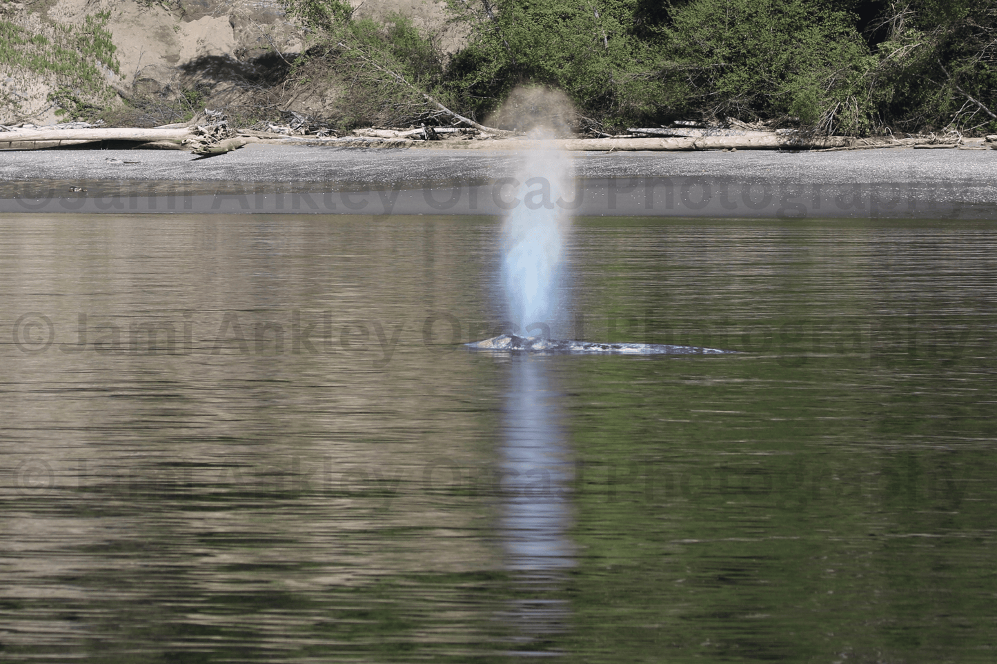 Gray Whale, Rainbow Blow