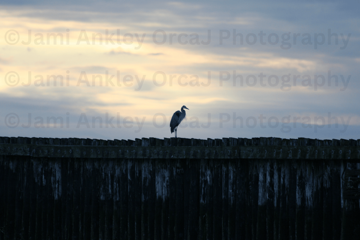 Great Blue Heron at Sunset