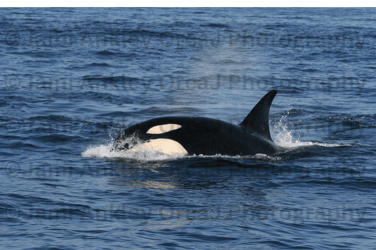 Orca Magic
