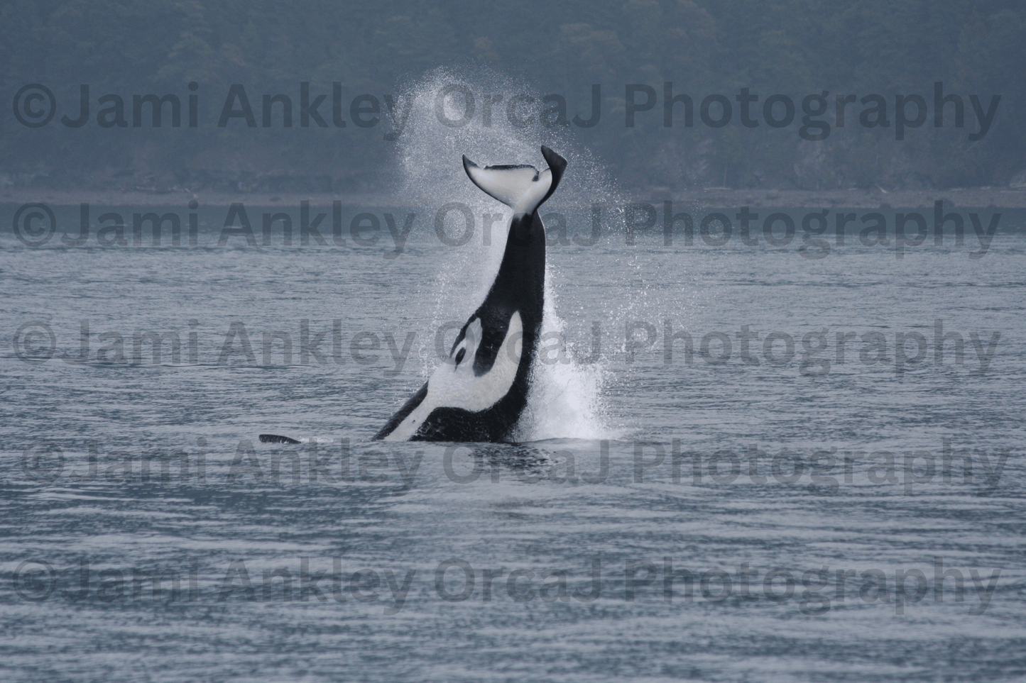 Orca, Peduncle Throw