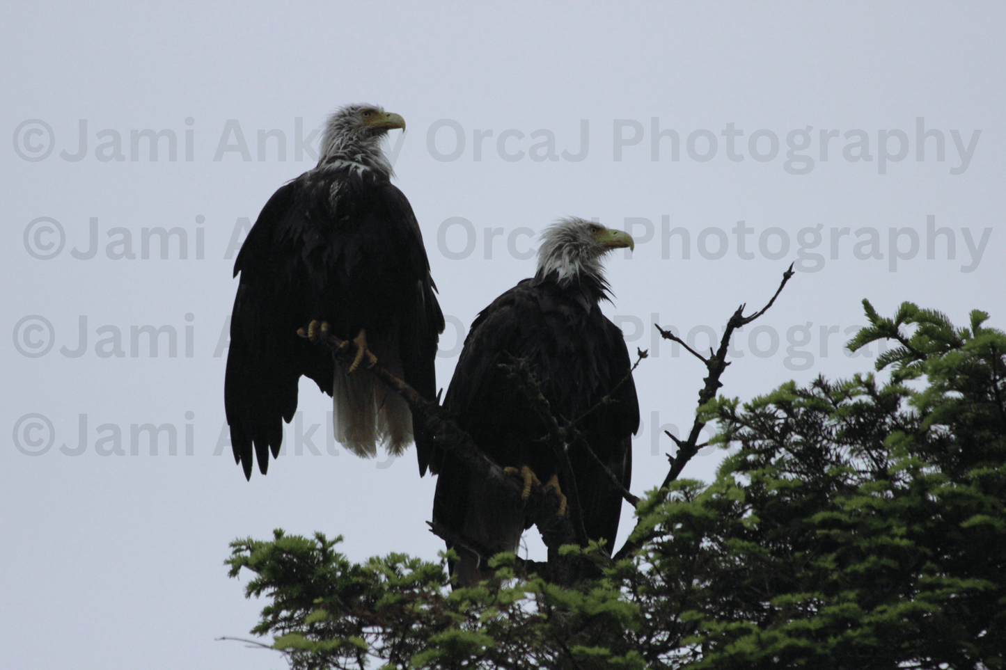 Bald Eagle, Rainy Day