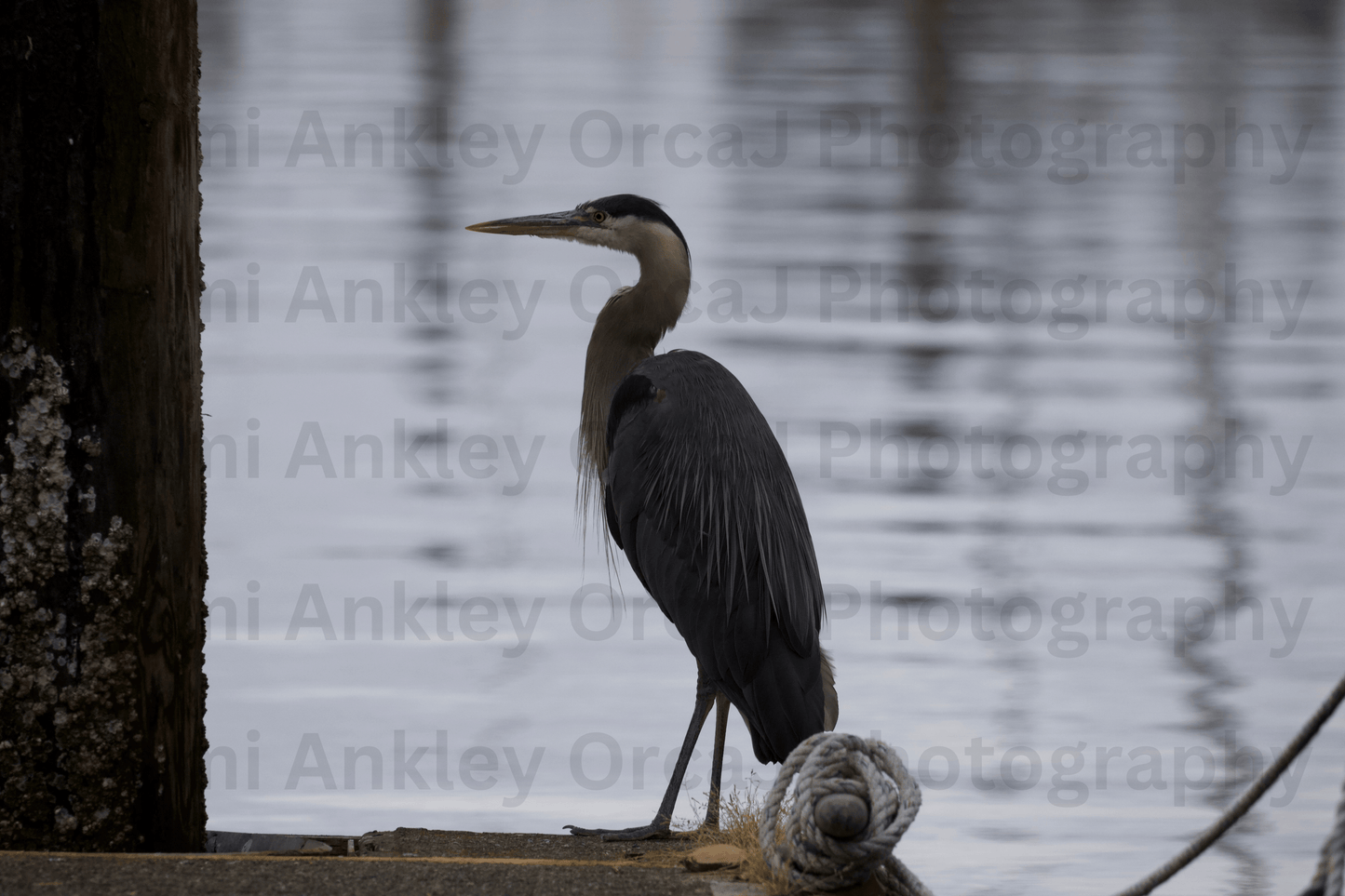 Great Blue Heron on the Dock
