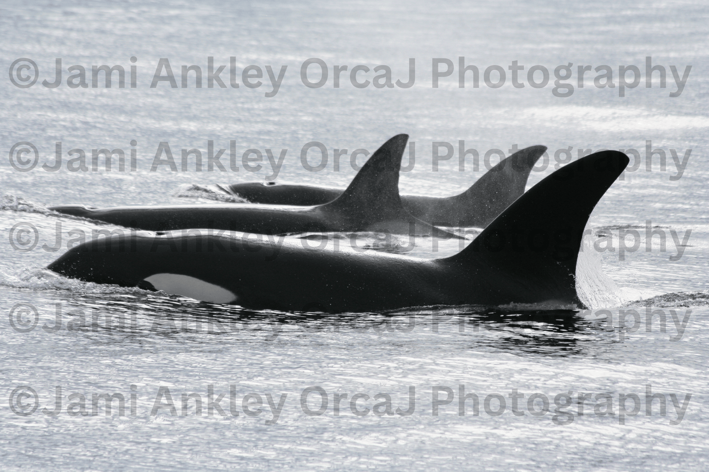 Orcas, Biggs Transients Surfacing