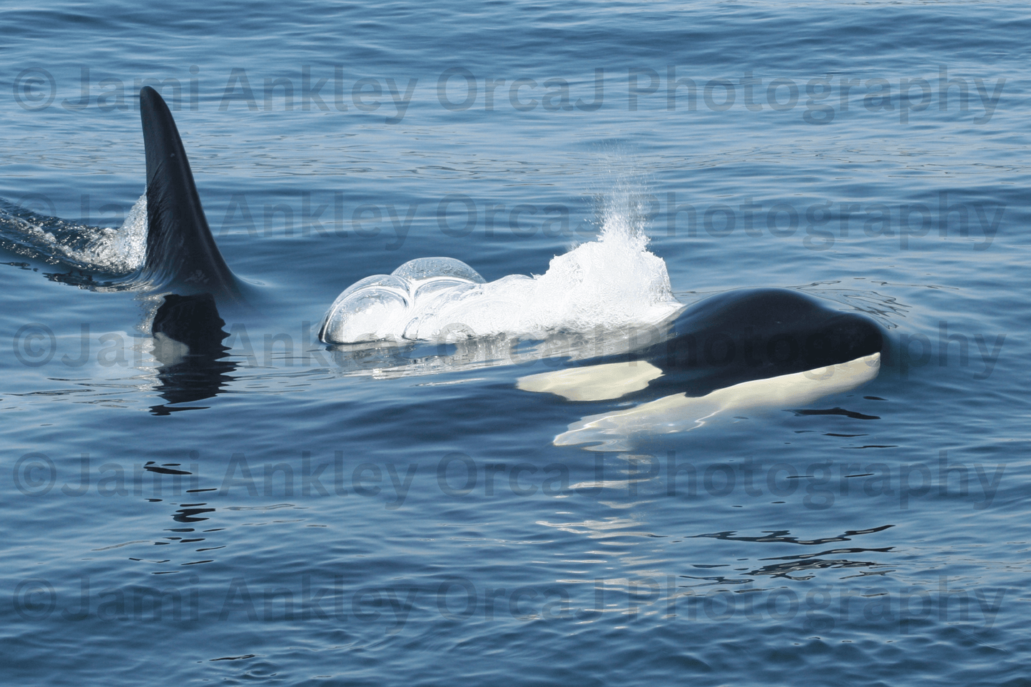 Orcas, Surfacing
