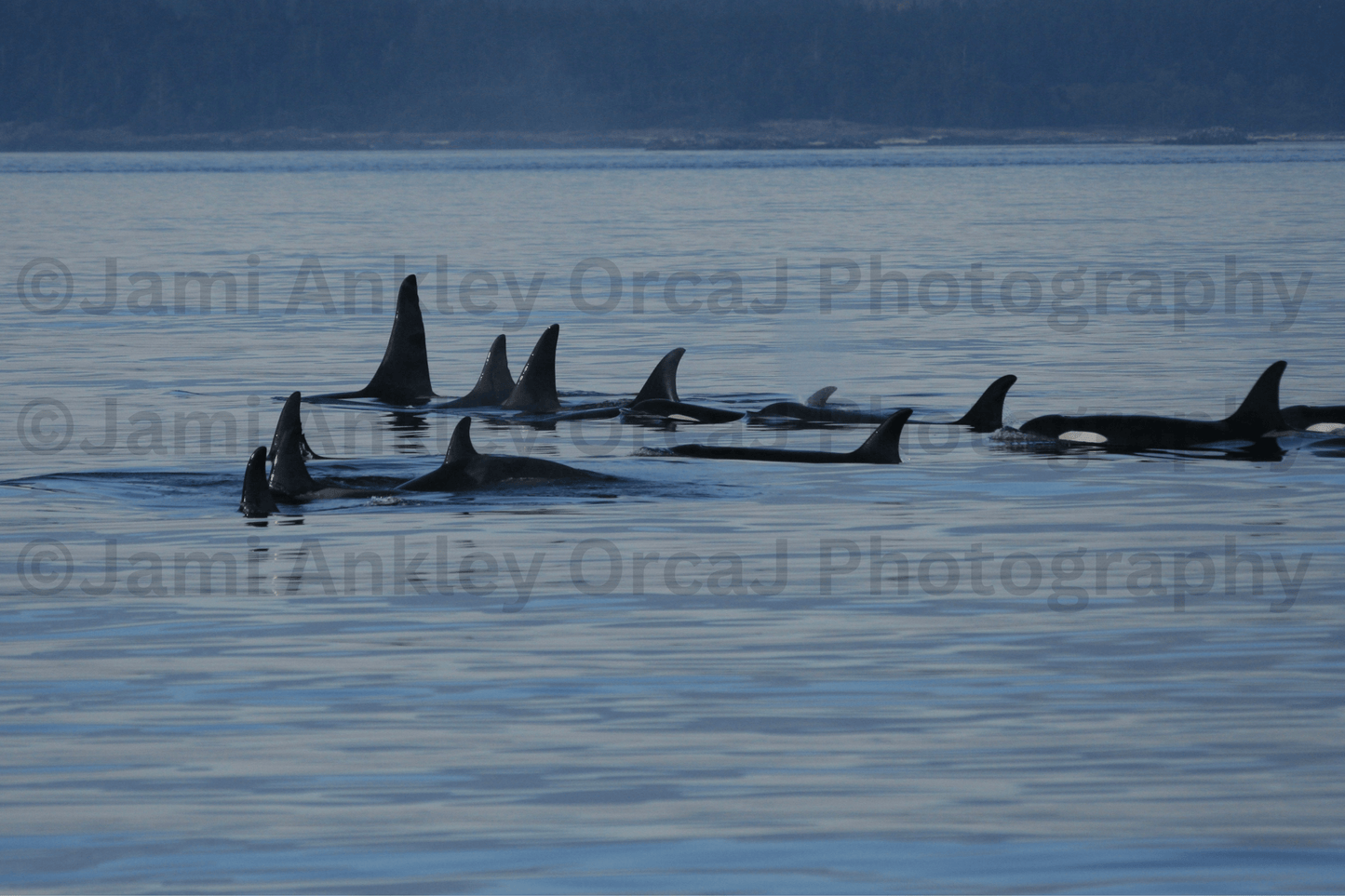 Orcas, J-Pod Surfacing