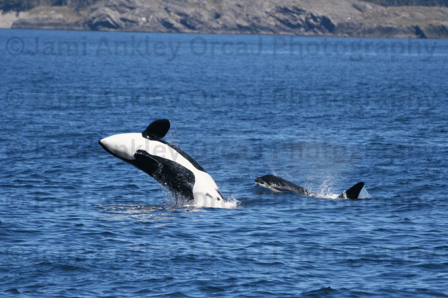 Orca Lunge