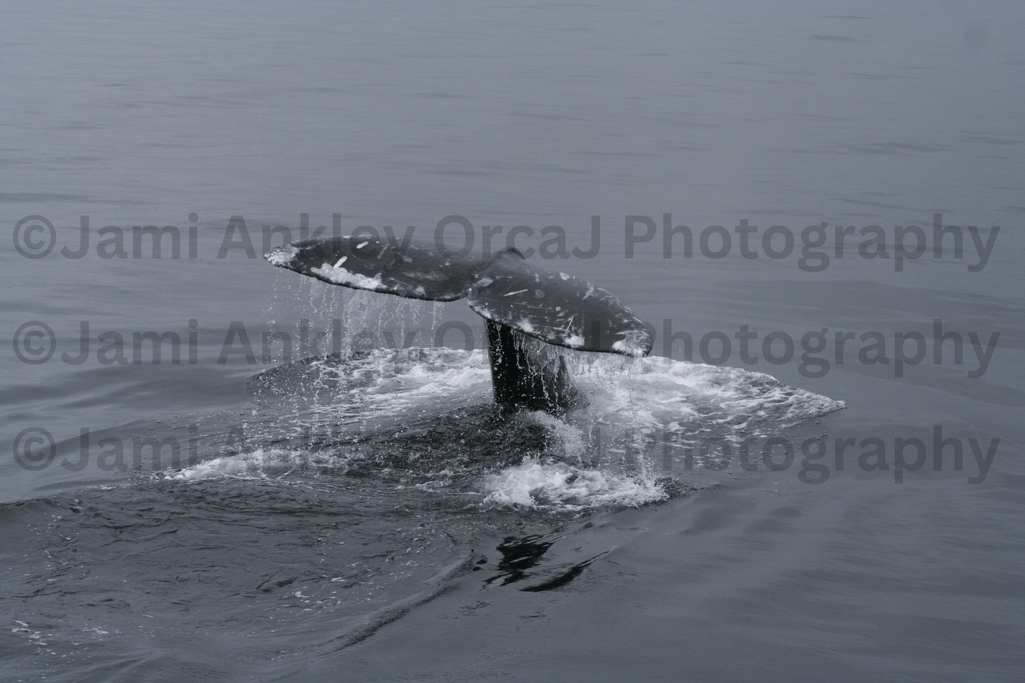 Gray Whale, Sounding Dive