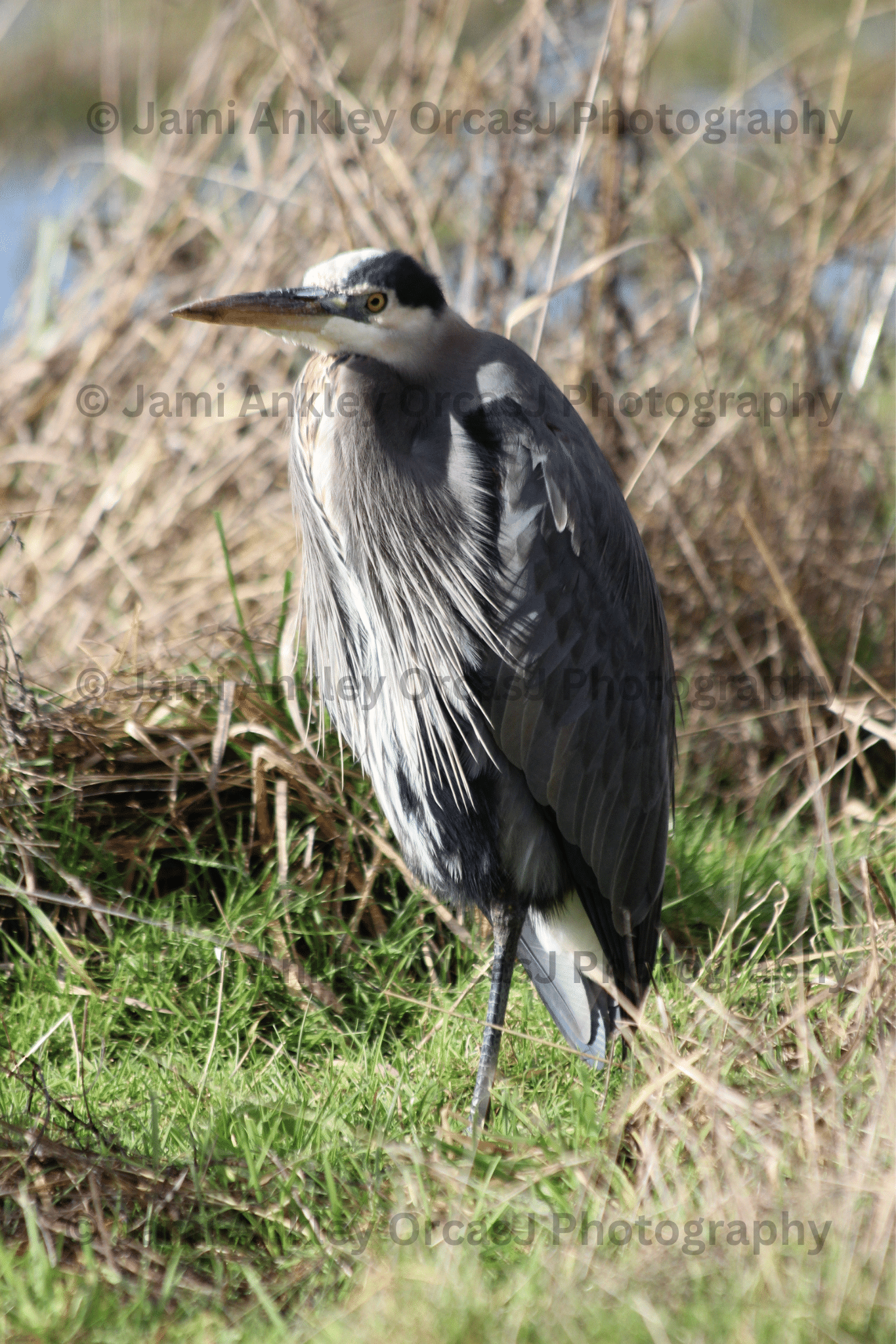 Great Blue Heron