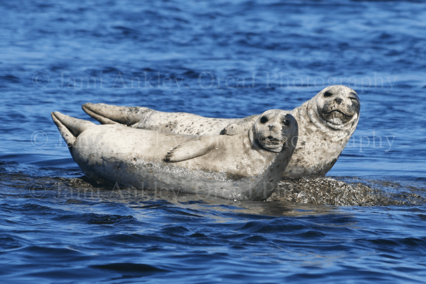 Harbor Seals, Hauling Out