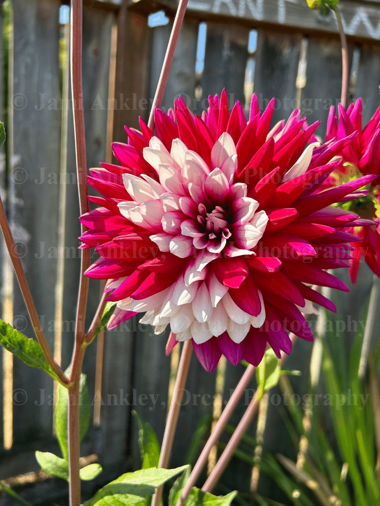 Dahlia Red & White