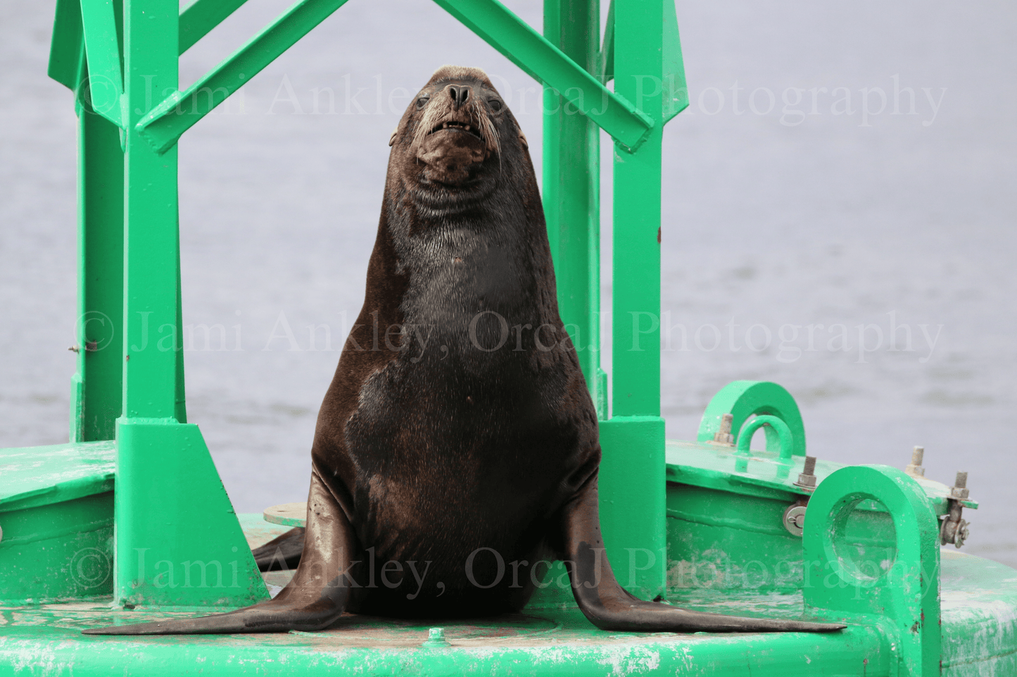Sea lion, California