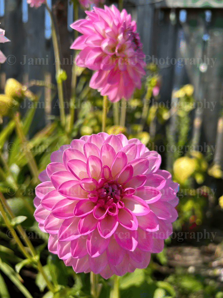 Dahlia, Pink Tips