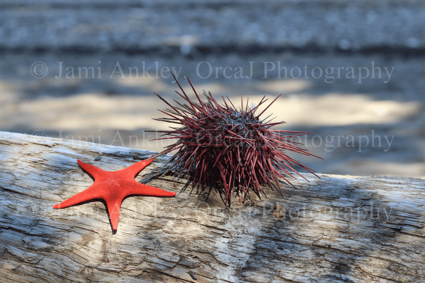 Vermillion Sea Star & Purple Sea Urchin