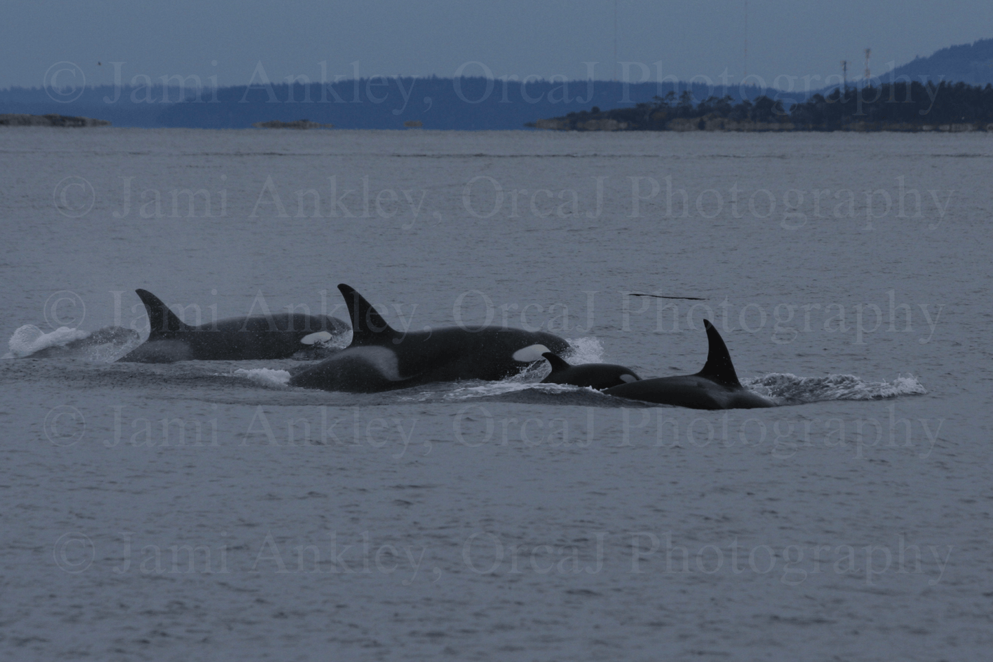 Bigg's (Transient) Killer Whales w/ Calf