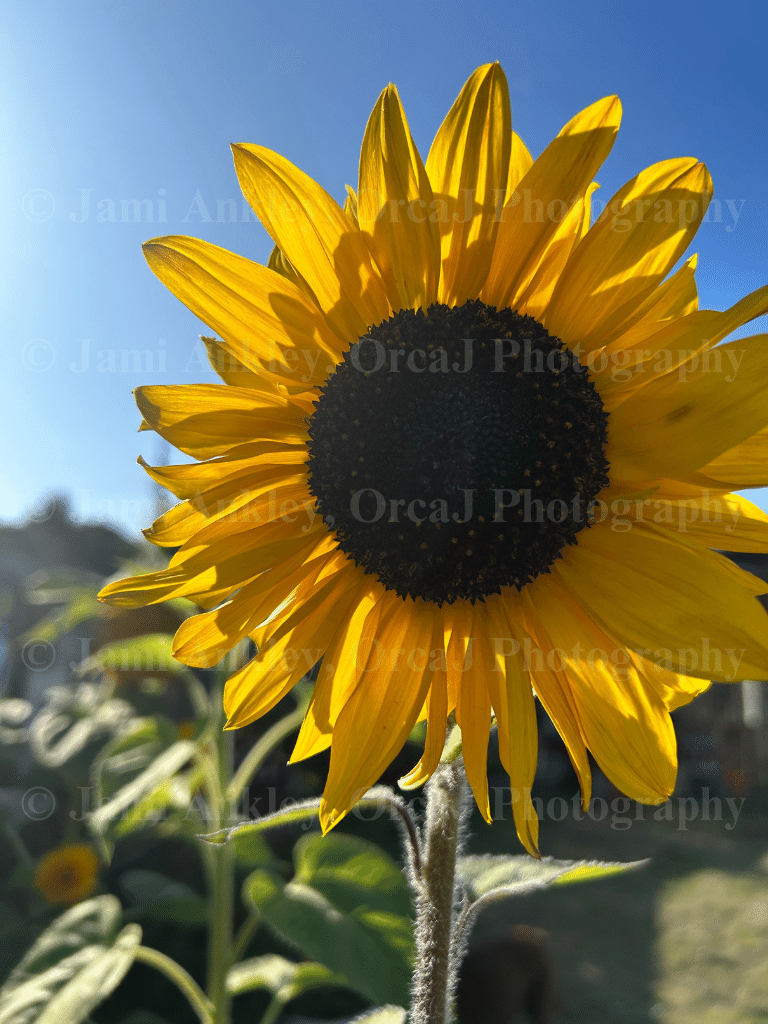 Sunflower