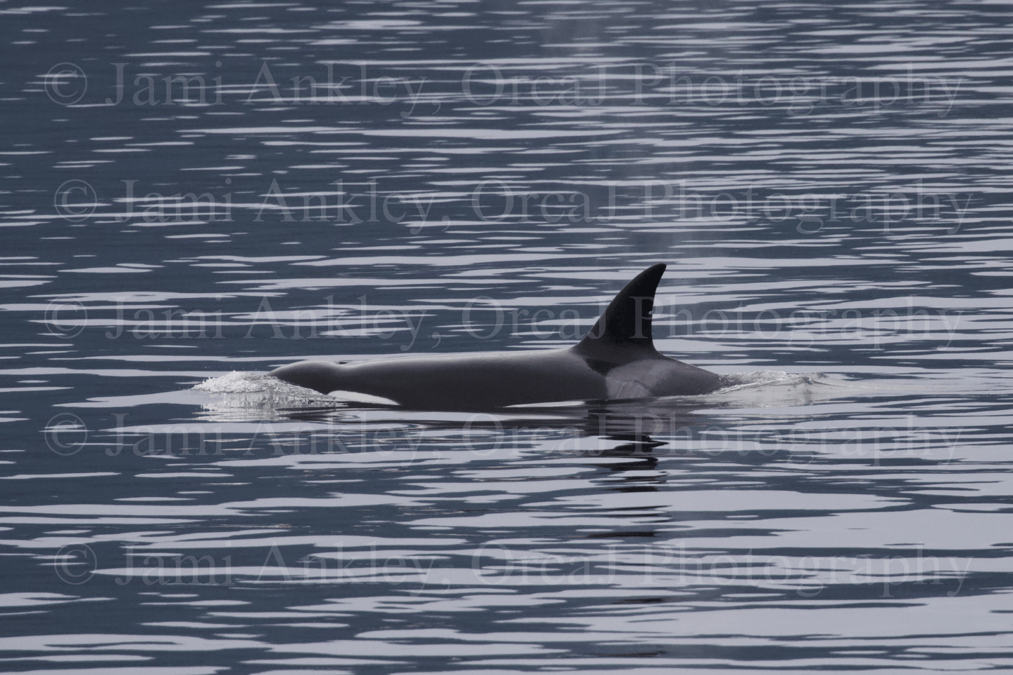 Bigg's (Transient)Killer Whale, T37A (b 1994)