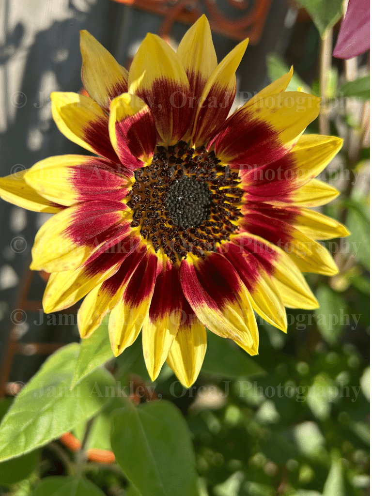 Sunflower, Yellow-red
