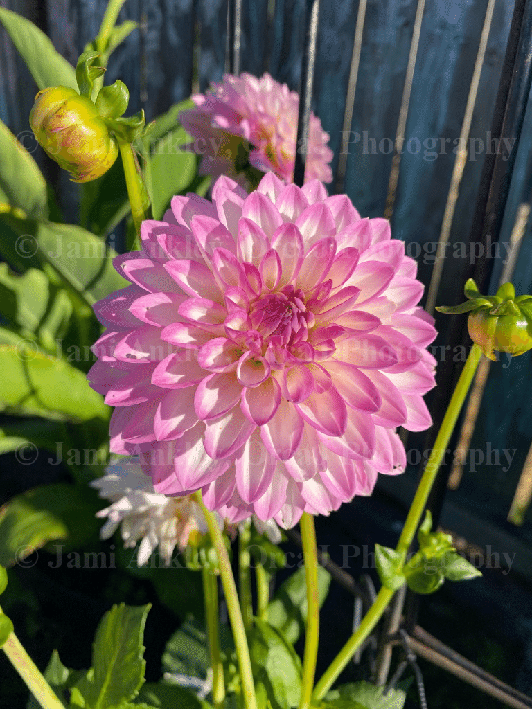 Dahlia, Pink & White