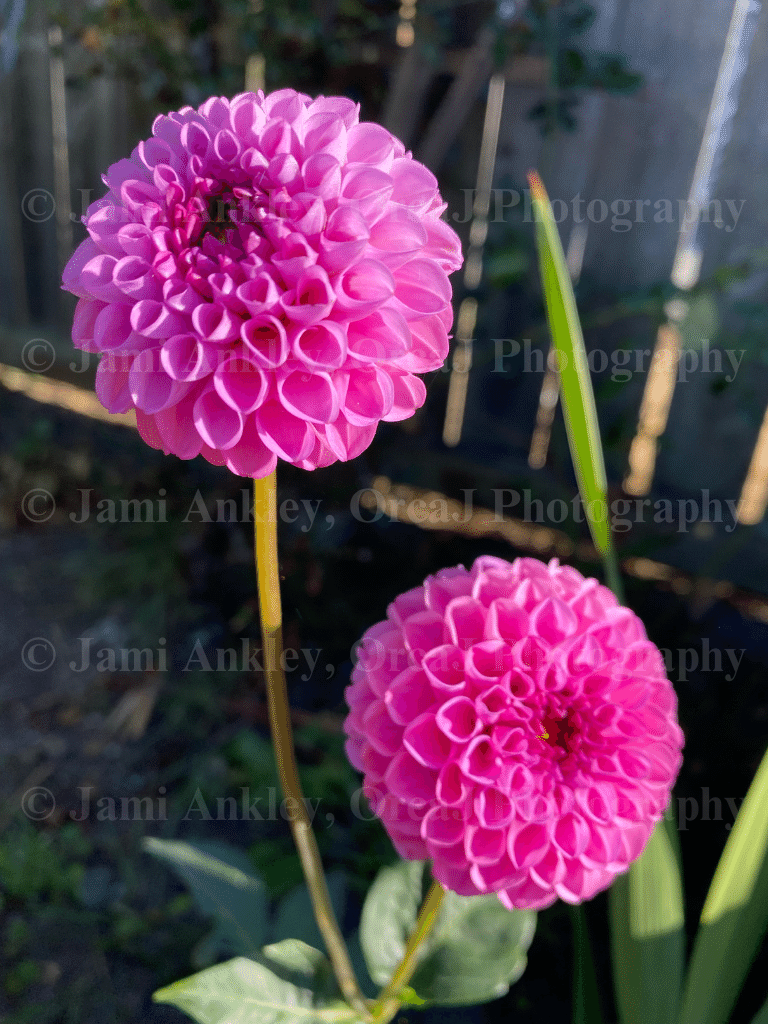 Dahlia, Pink Ball