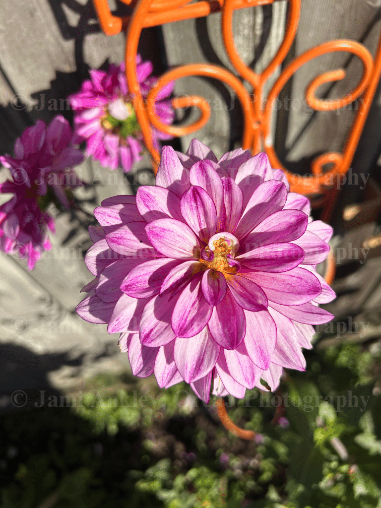 Dahlia, Pink w/yellow