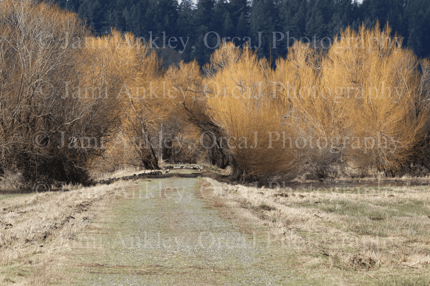 Nisqually Wildlife Refuge II