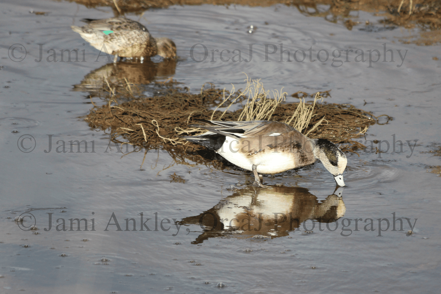 American Wigeon
