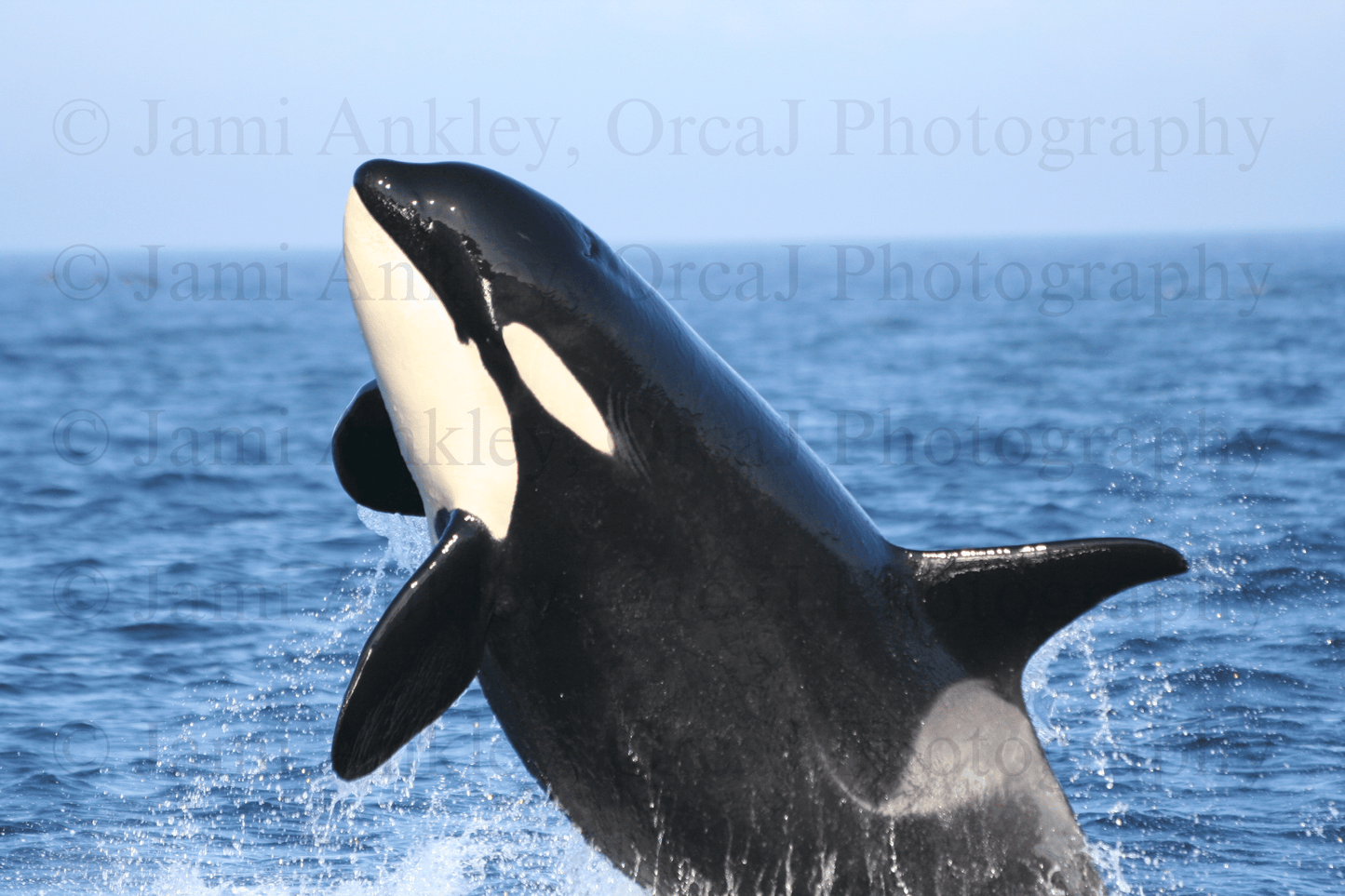 Orcas, J-pod Breach