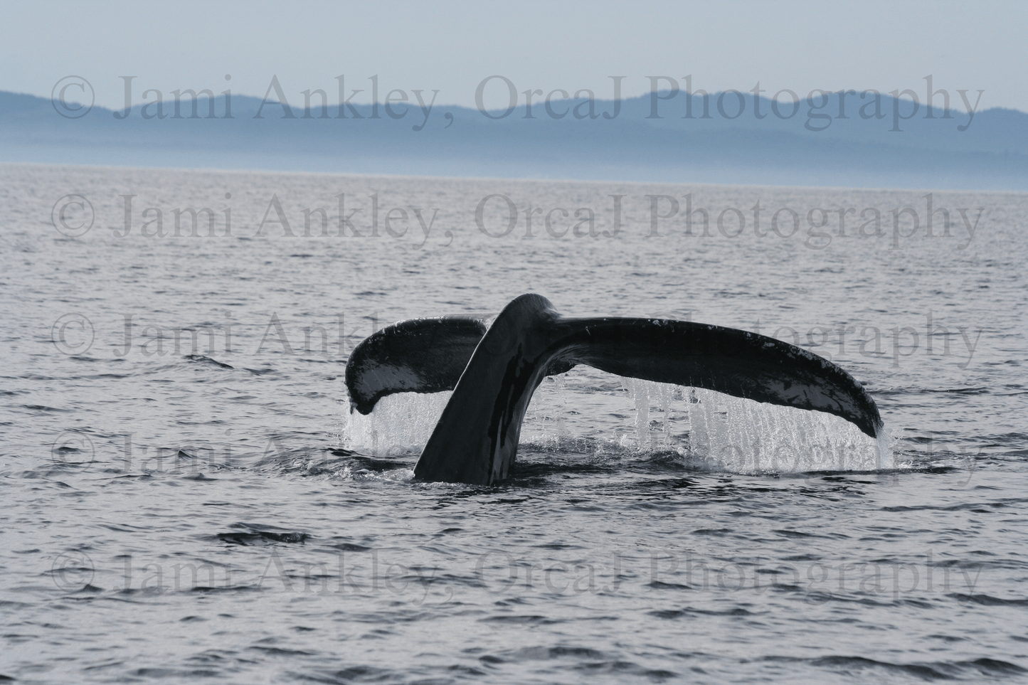 Humpback Whale, Sounding Dive