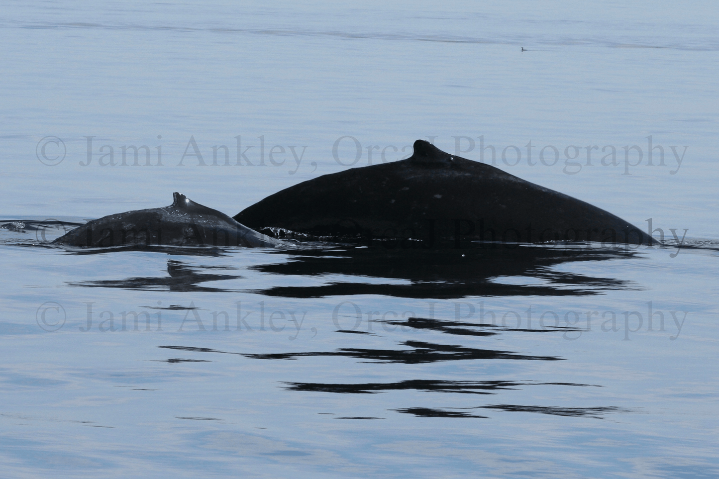 Humpback Mother & Calf