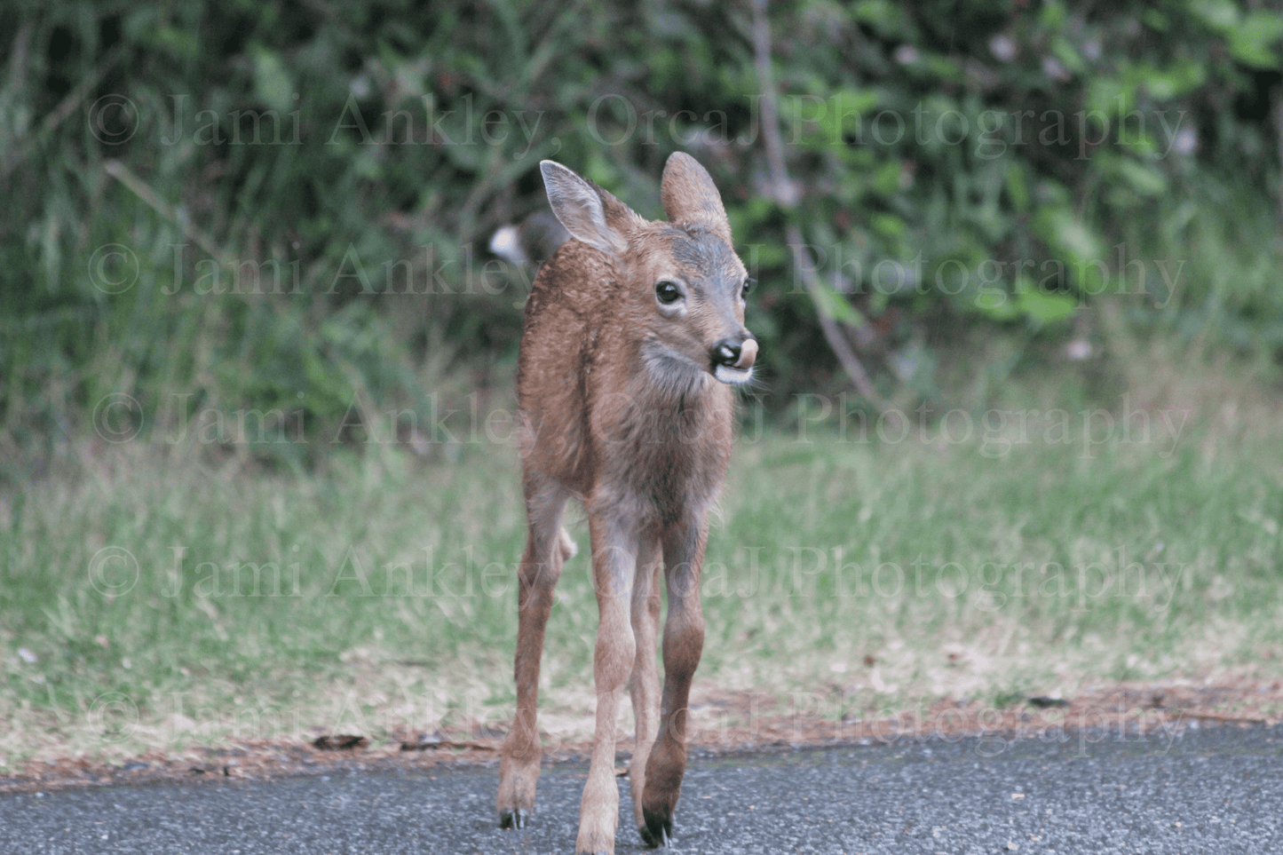 Deer, Friskie