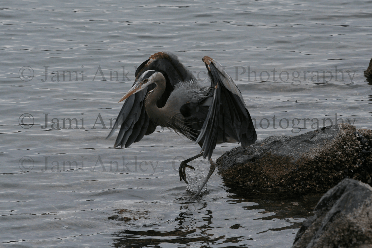 Great Blue Heron, Fishing