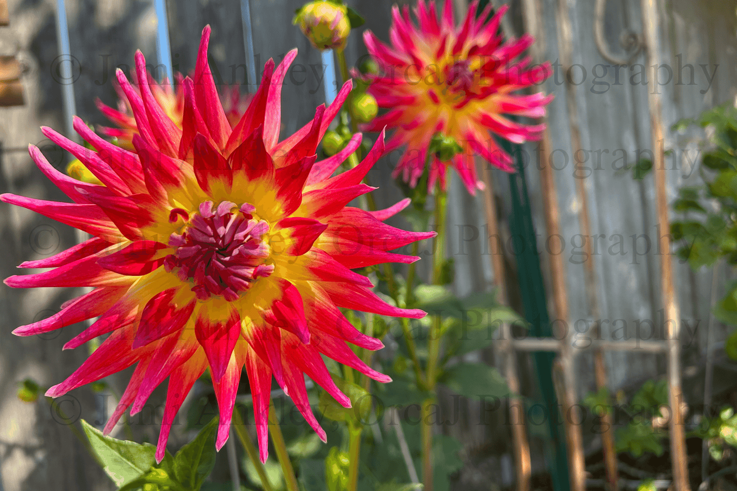 Dahlia,Bora Bora