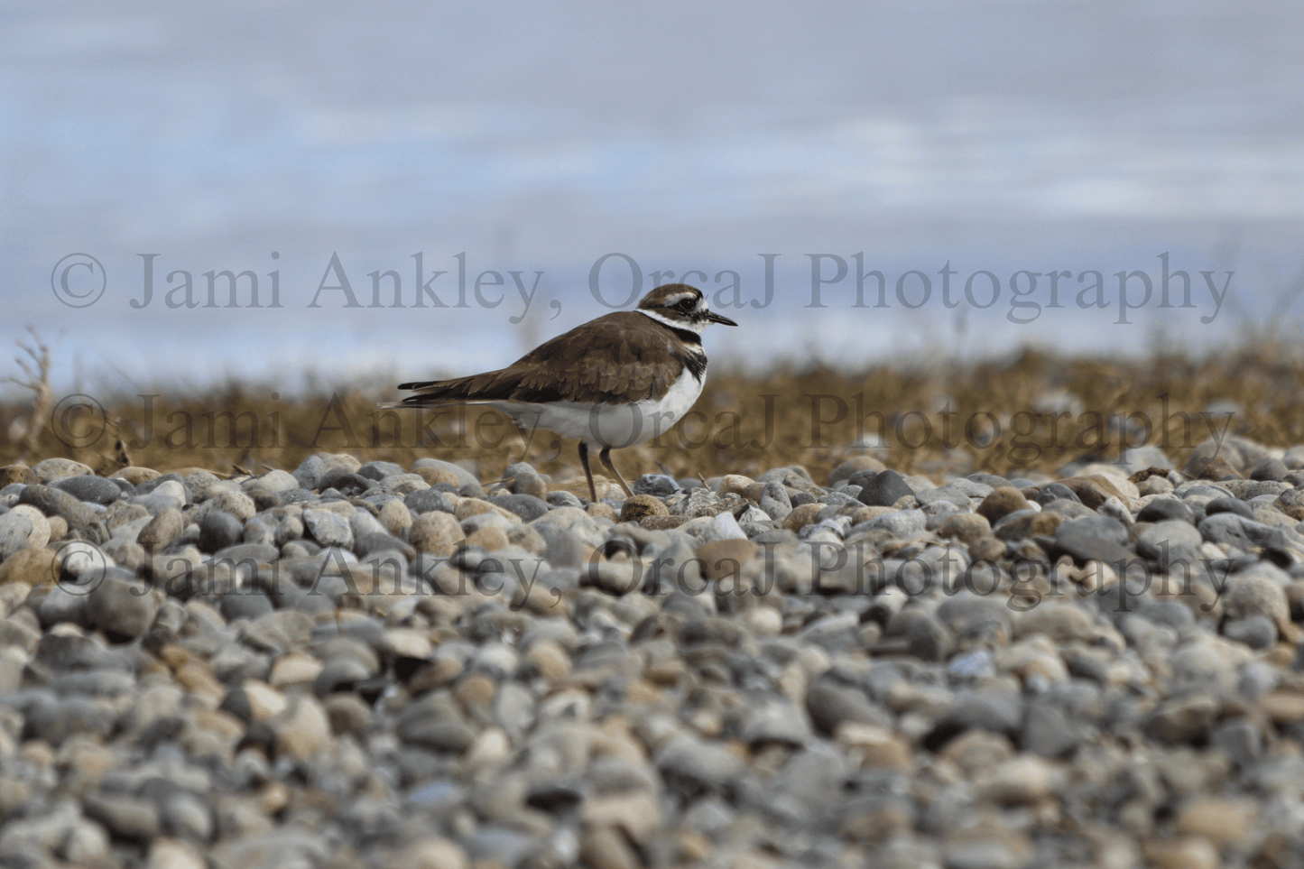 Killdeer