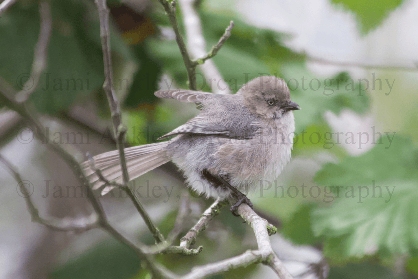 Bushtit