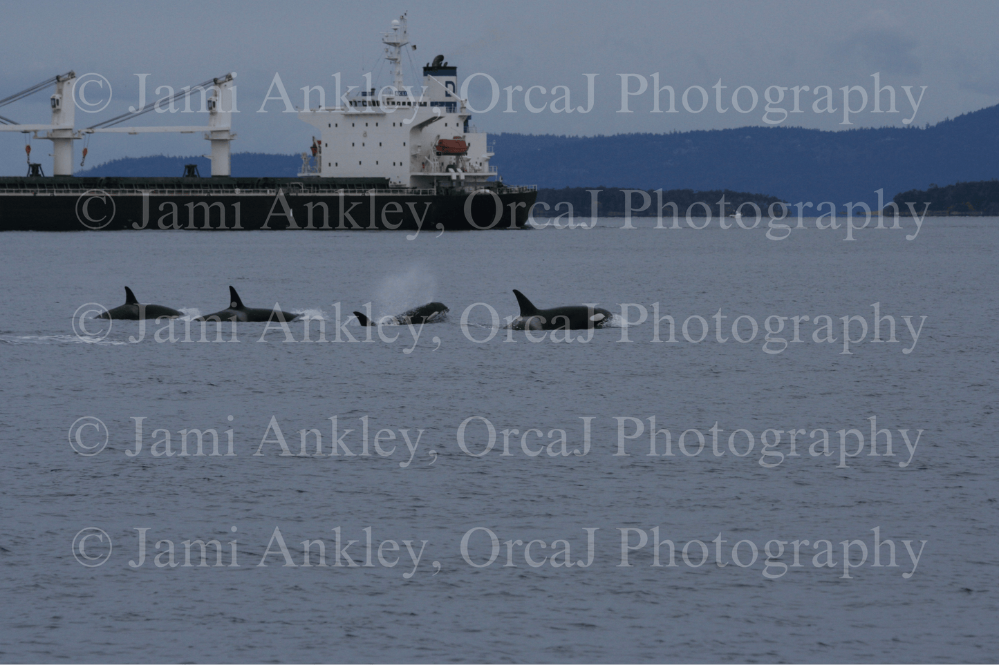 Orcas, Strait Thru