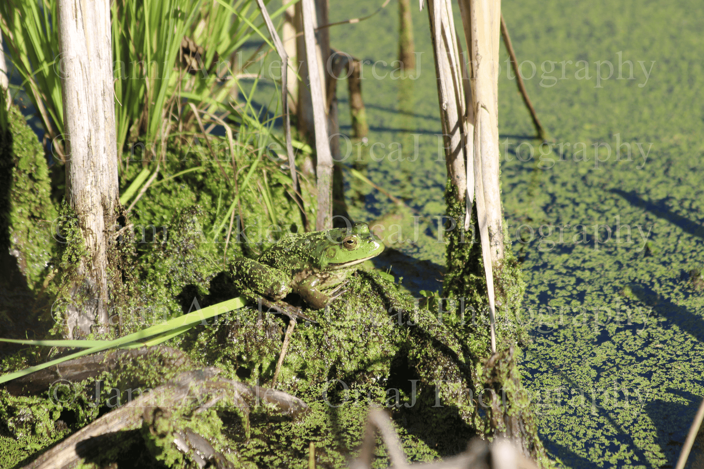 American Bullfrog