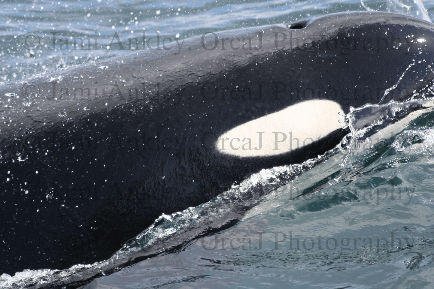 Orca, Eye Patch