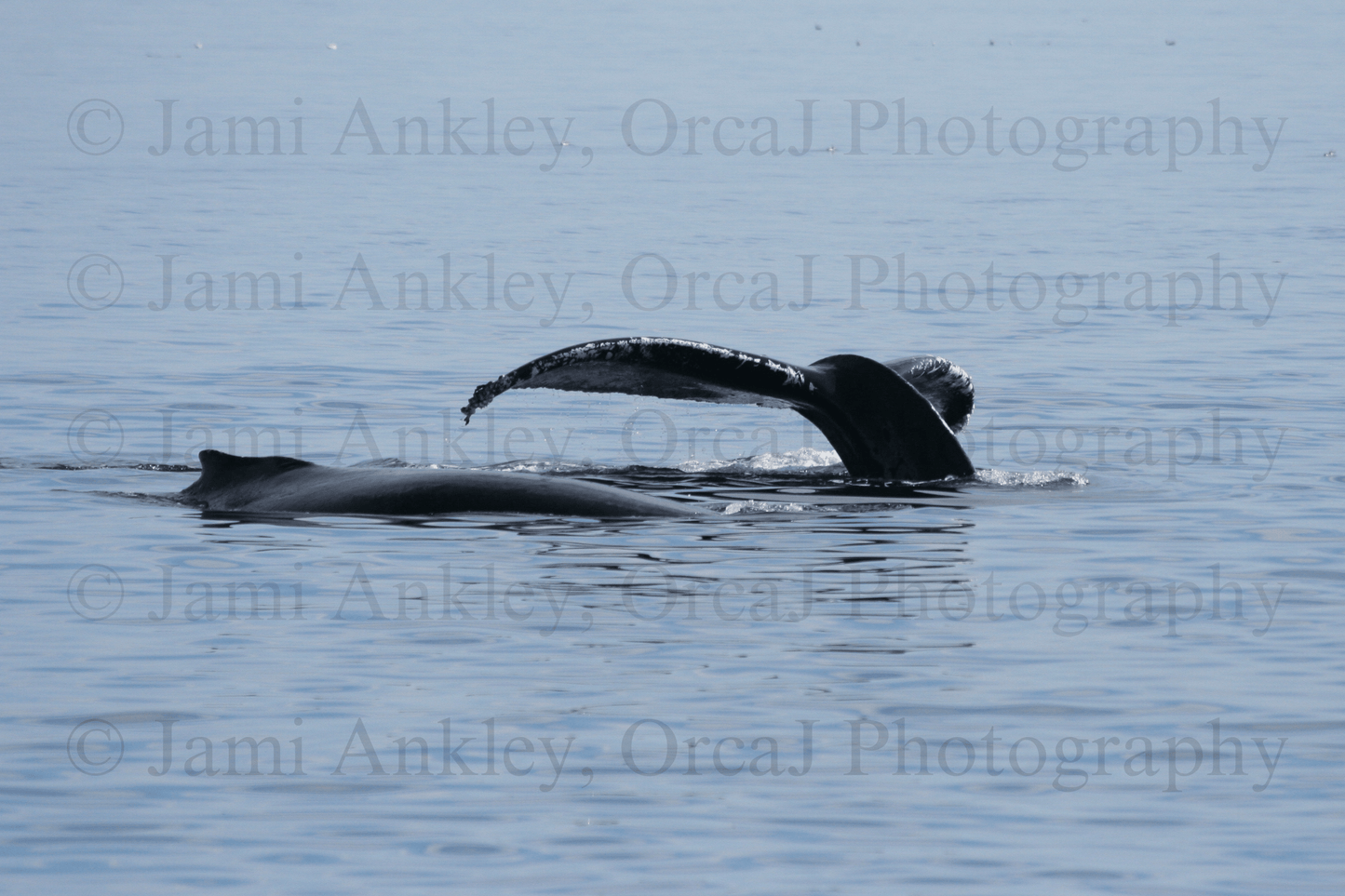 Humpback Whales