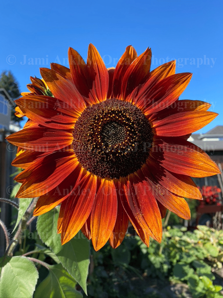 Sunflower, Autumn