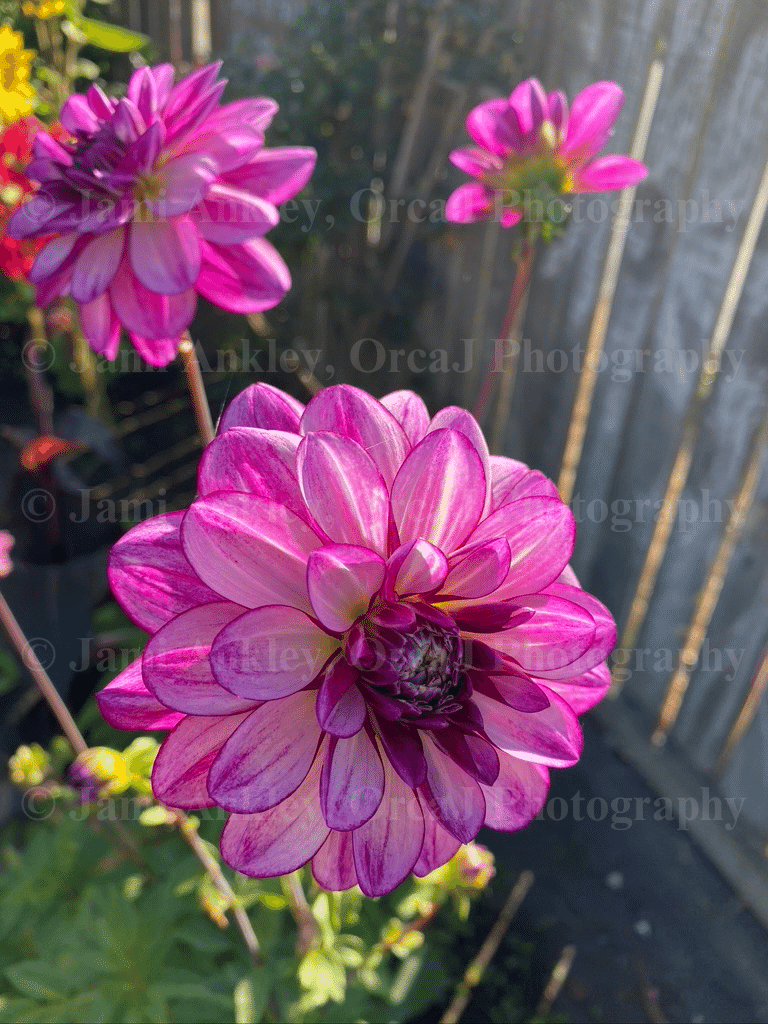 Dahlias, Dark Pink-Purple