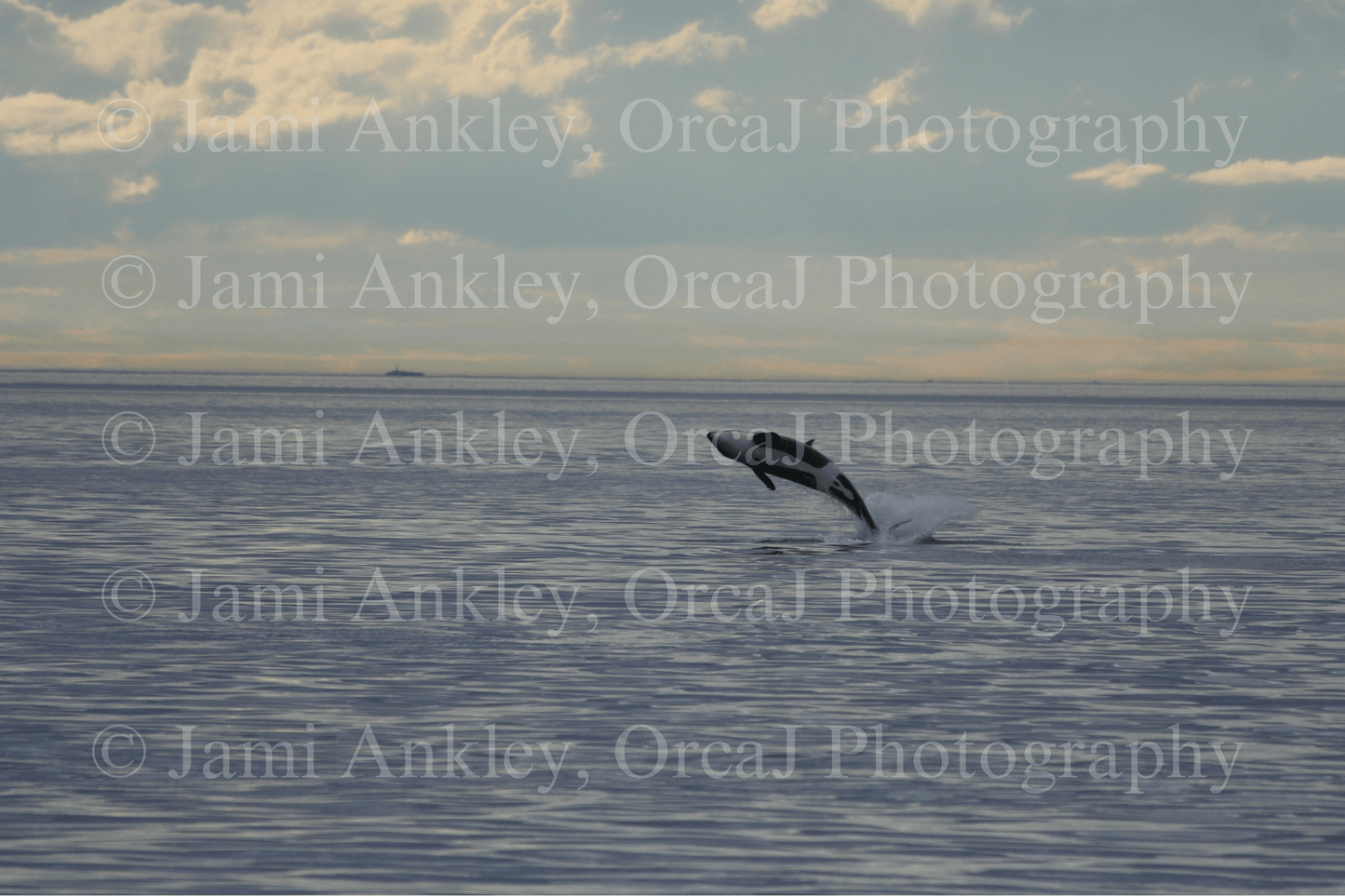 Orcas, Evening Breach