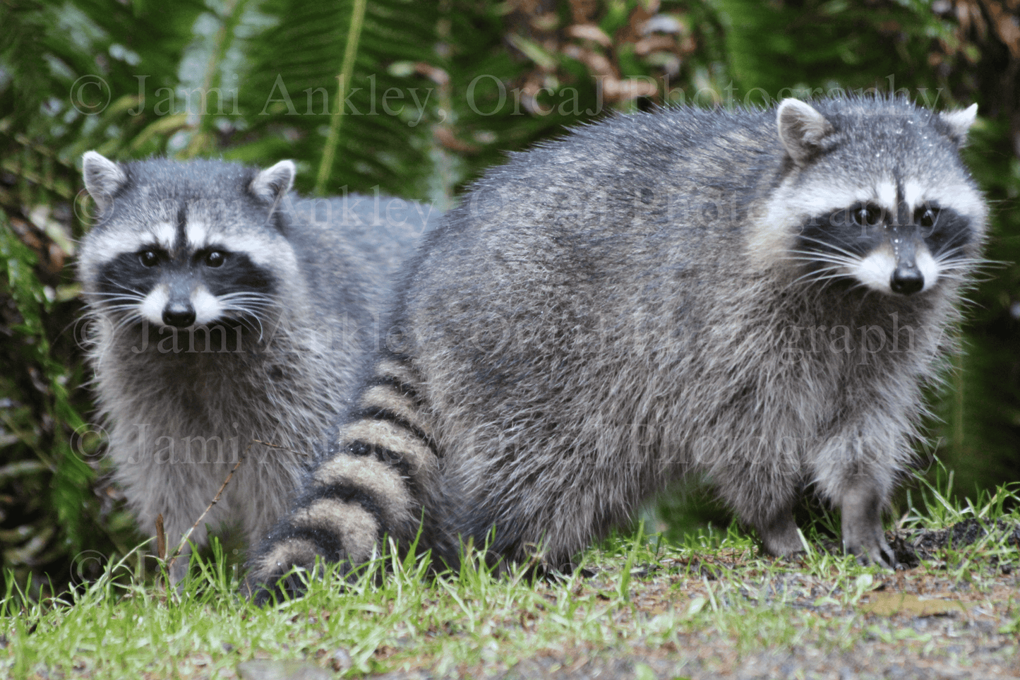 Racoons, Bandits