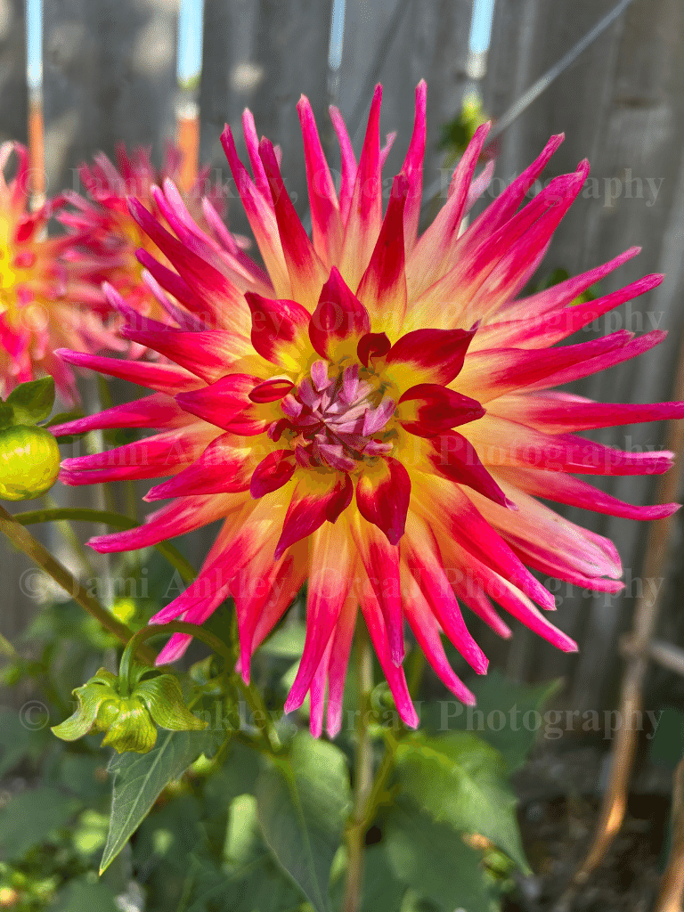 Dahlia, Bora Bora II