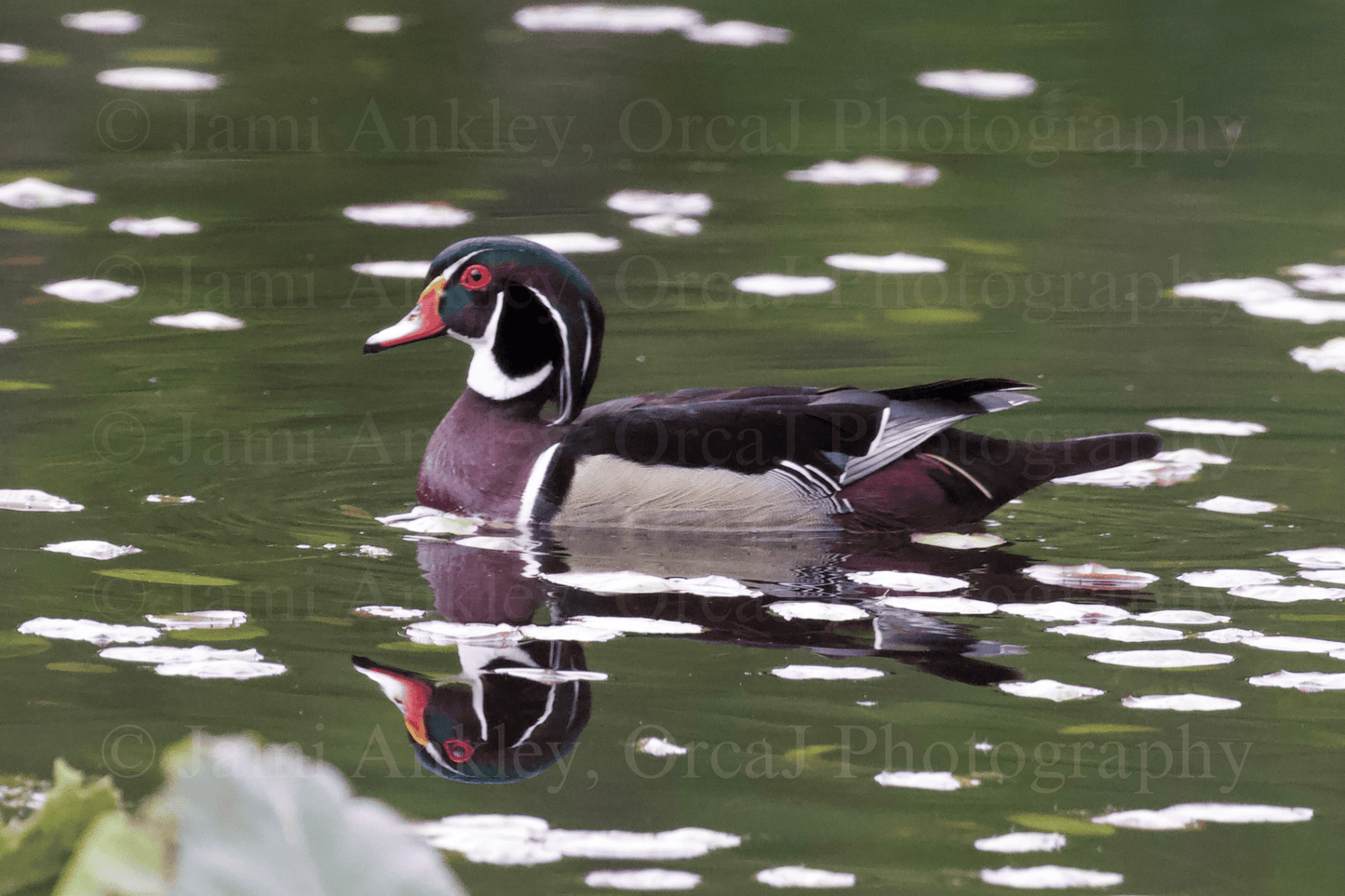 Wood Duck, Mirror Image