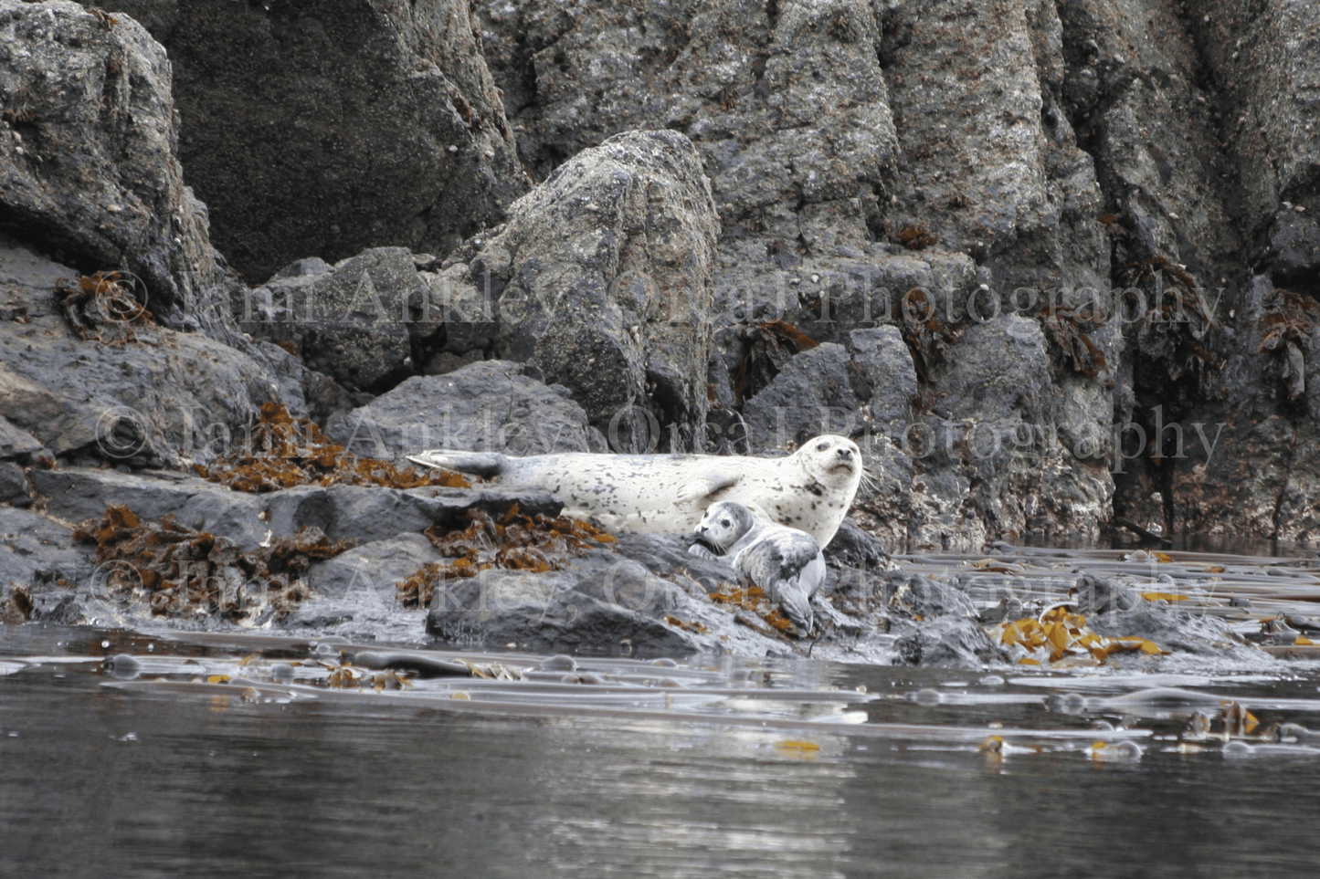 Harbor Seal with Pup