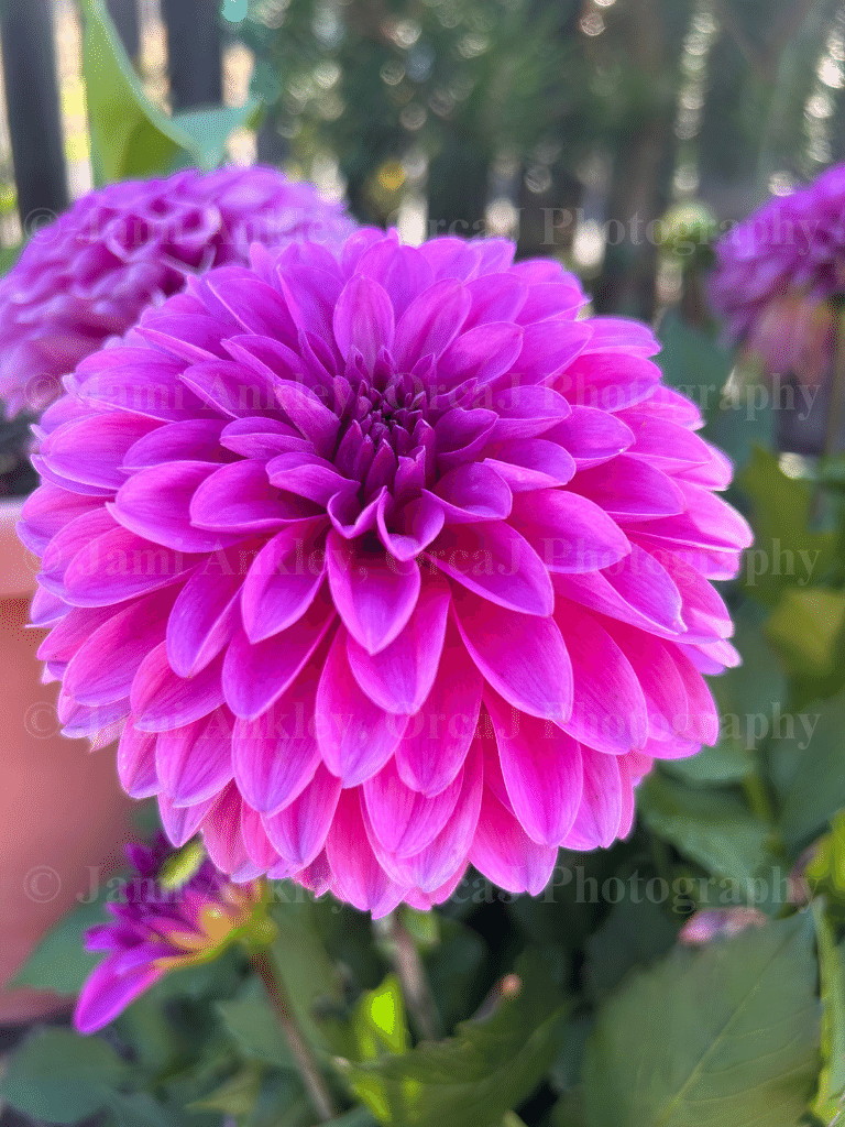 Dahlia, Dark Pink