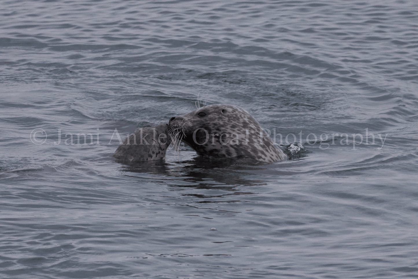 Harbor Seals, Sealed with A Kiss