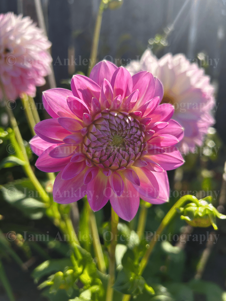Dahlia, Pinkie